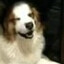 romer's dog