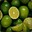 Why_Are_Limes_Green?