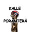 Kalle poranterä