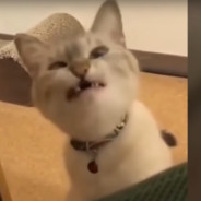 mad pus