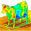 aerodynamics of a cow