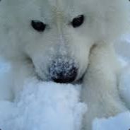 woodwhiz pfp