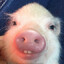 Johnny Pigwell