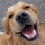 𝓣𝓖｜❀｜HappyDog