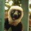 Zoboomafoo