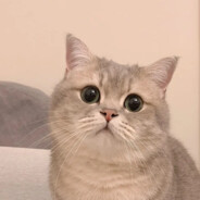 超级无敌突破手小猫