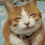 Avatar of Cat