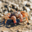 Crab Man Johnson