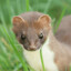 Gay Stoat