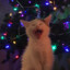 Katze's avatar
