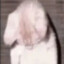cloak