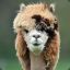 Alpaca Veloz