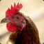 Power Chicken
