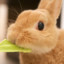 LOrg