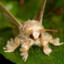 Moth