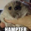 Hamster2607