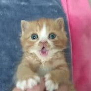 s1mple