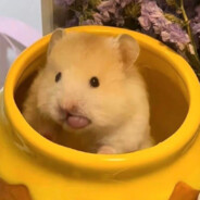 鼠鼠我呀，开摆了捏