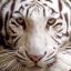 White-Tiger