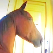 Peanutbutterwarrior8