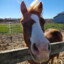 Stinky Horse
