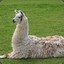 Llama