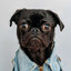 dredidog