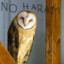 Barn_Owl_Gaming_(Reboot)