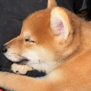 黑猩王呜呼呜呼