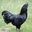 Negros Pollo