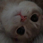 超级大白鹅！！！