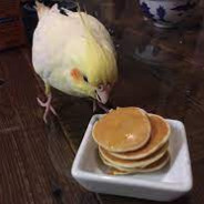 Pancake Birb