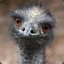Pretentious Emu