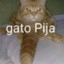 gato pija