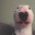 Deadbeat Danny Steam avatar