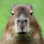 capybara
