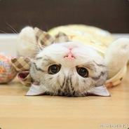 两年前我真的是蓝猫King！