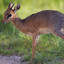 dik dik