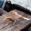 very small fish