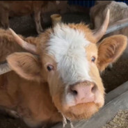 绝世悍匪马嘉祺