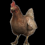 chicken bitch