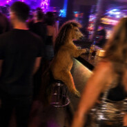 MF Horse In A Car