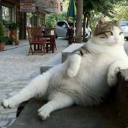 ///前台经理 Houricho'