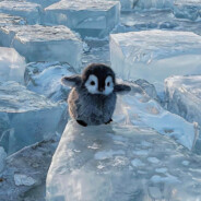 哥的冷酷  零下八度！