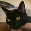 Avatar of CalicoGray