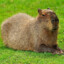 Capybara