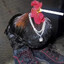 Certified KFC eater