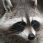 Raccoon_Hunter