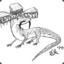 Sombrero Lizard