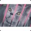 肥猫君